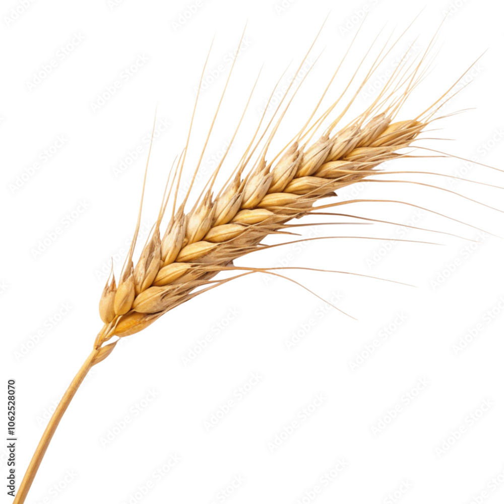 Wheat Ear Isolated on Transparent Background Wheat Ear Isolated on Transparent Background