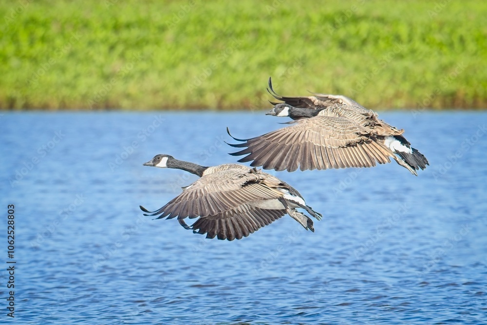 Fototapeta premium Two geese preparing to land in water.