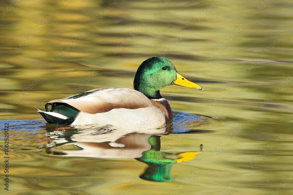 Obraz premium Male mallard swimming in calm water.