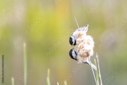 Black-capped Chickadee photo