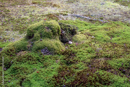 Historic Japanese soil