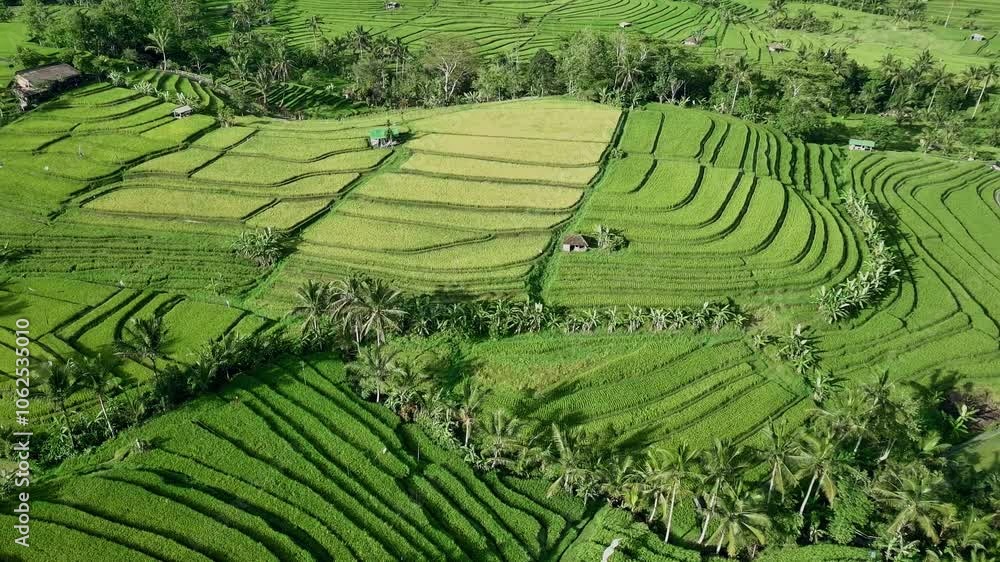 Drone View of Jatiluwih Rice Terrace in Tabanan Bali Indonesia Drone View of Jatiluwih Rice Terrace in Tabanan Bali Indonesia