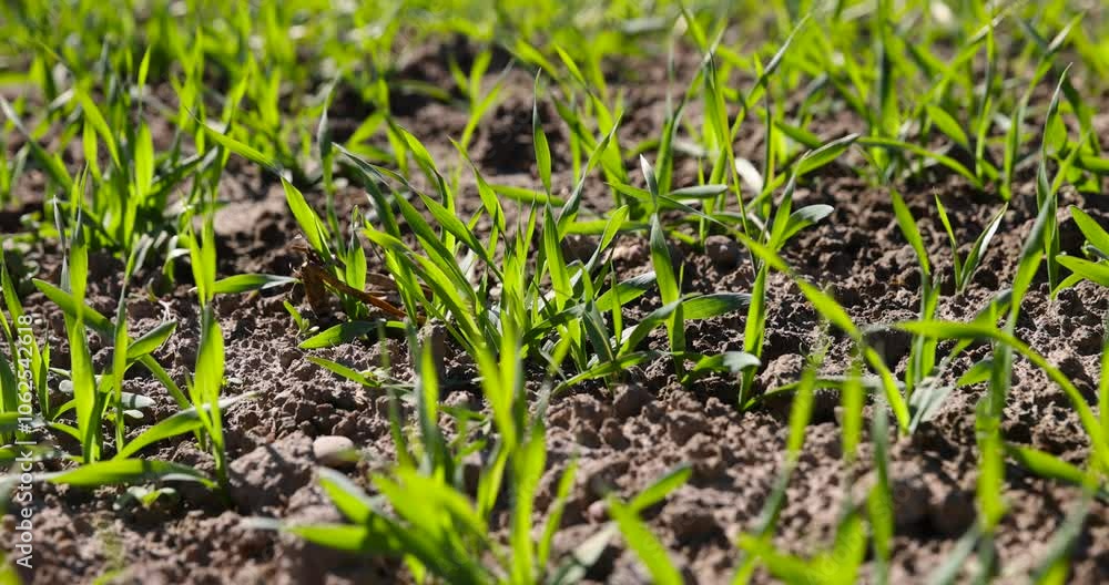 wheat sprouts in spring in warm sunny weather, green wheat sprouts in a farmer's field wheat sprouts in spring in warm sunny weather, green wheat sprouts in a farmer's field