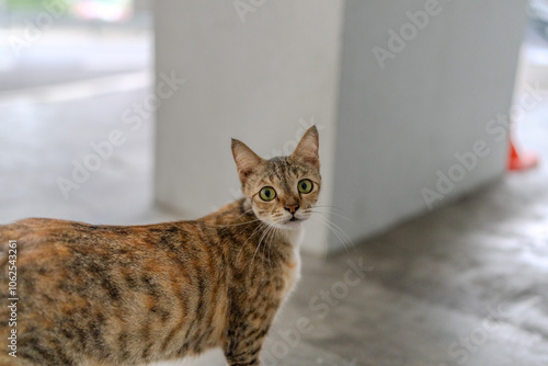 Stray cat at Taman Ma MRT Station, Taman Pinggiran Putra, 43300 Sri Kembangan, Selangor, Malaysia, on morning of June 16, 2024. photo