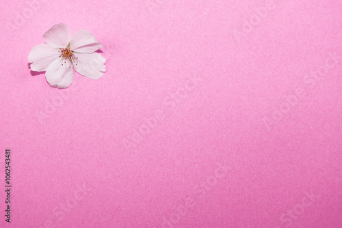 背景_桜_ピンク