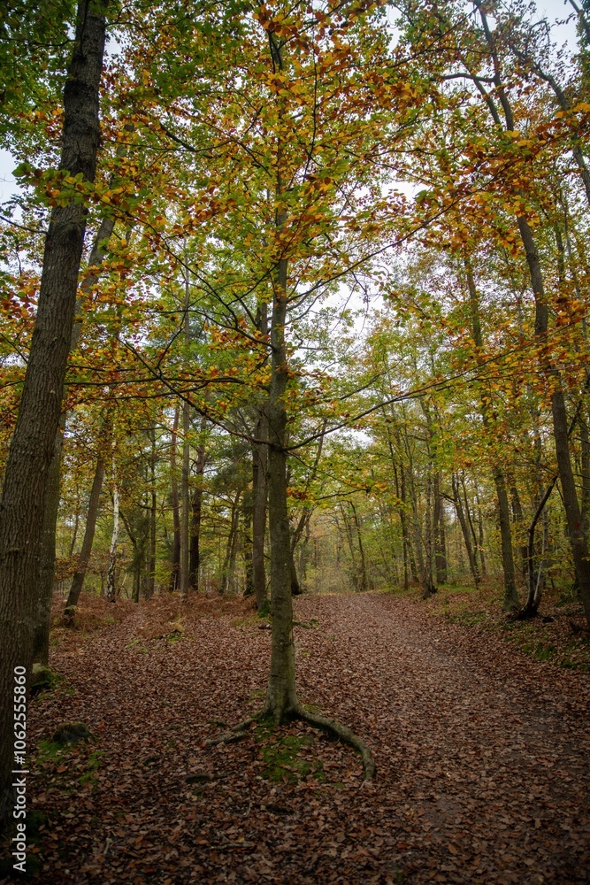 Obraz premium Foret simple