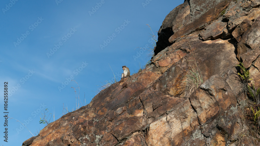 wild monkeys sitting on a stone wild monkeys sitting on a stone