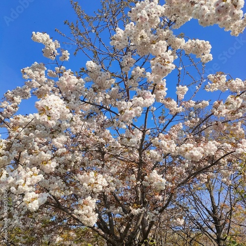 An enchanting cherry blossom tree adorns the scene with vivid pink and white blooms set against a crisp blue sky, symbolizing the beauty and brevity of springtime.