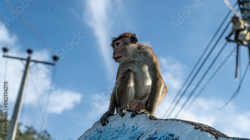 Canvas Print A monkey in the town.