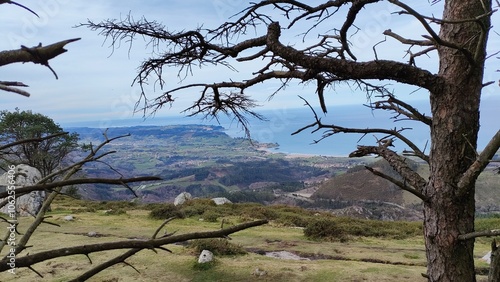 A beautiful scene with barren tree branches framing a coastal view, highlighting the serene landscape of the sea meeting the rocky shore under a vast sky.