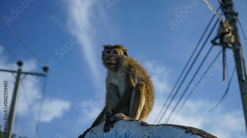Canvas Print A monkey in the town.