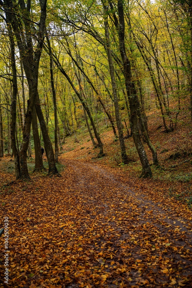 Obraz premium Zen en forêt