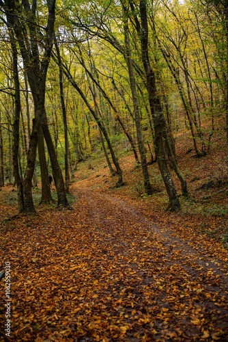 Zen en forêt