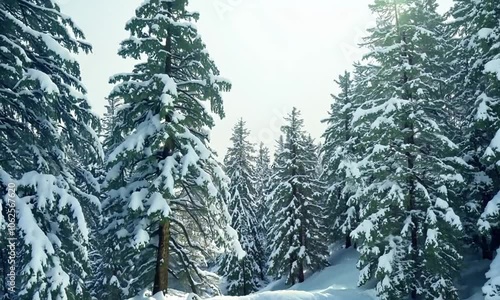 Snow-covered evergreen trees stand tall in a wintery forest.