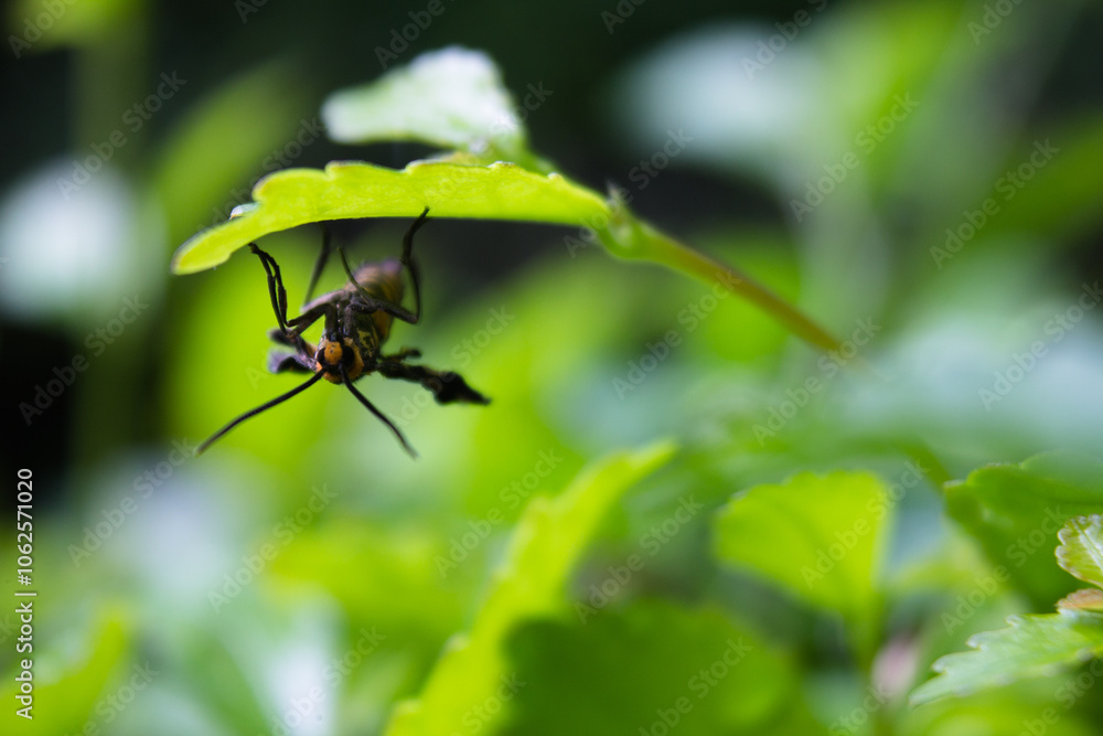 a striped wasp perched on a leaf a striped wasp perched on a leaf
