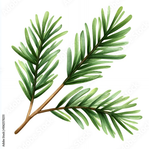 Green pine needles on a twig with a white background.