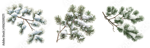 PNG Snowy Evergreen Branches in Winter Scene. Isolated on transparent background