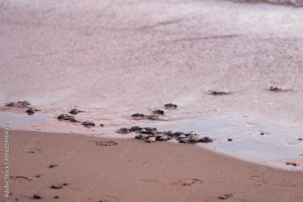 Obraz premium Close up of many baby sea turtles making its way to ocean at sunset on a dark sand volcanic beach. Conservation and preservation of endangered marine species concept. Selective focus, space for copy. 