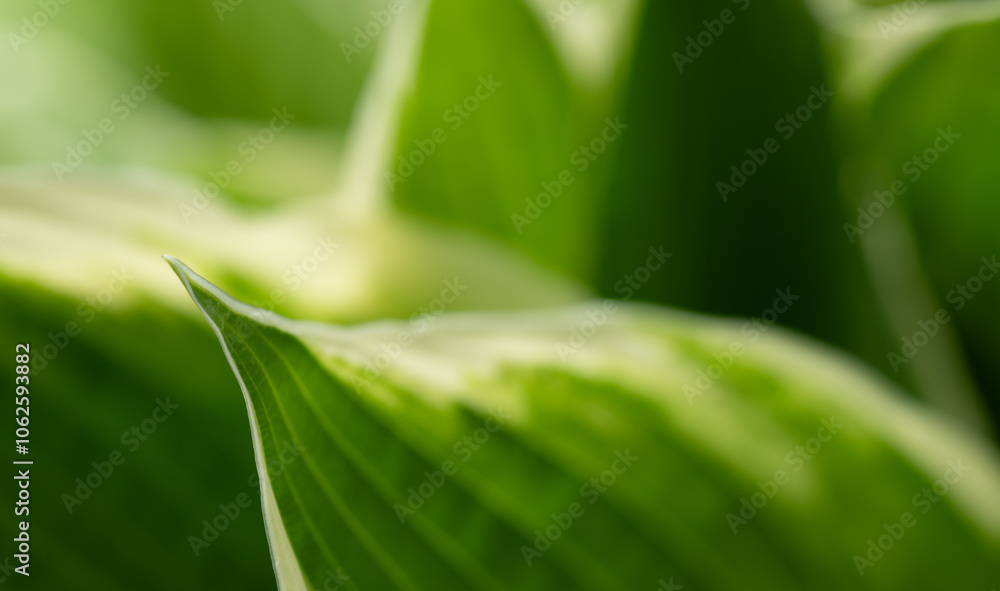 Fototapeta premium abstract green blurred background with leaves