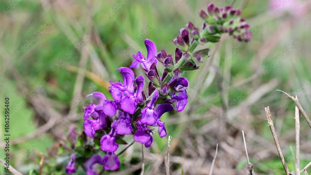 Purple wildflower blooming in natural field. Close-up of a vibrant purple wildflower in a grassy field, showcasing delicate petals and natural beauty in a springtime setting.
Purple wildflower blooming in natural field. Close-up of a vibrant purple wildflower in a grassy field, showcasing delicate petals and natural beauty in a springtime setting.