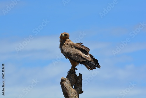 African Eagle photo