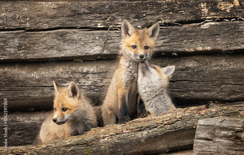 Canvas Print Fox kits in front of a barn