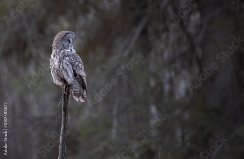 Great gray owl looking to the right