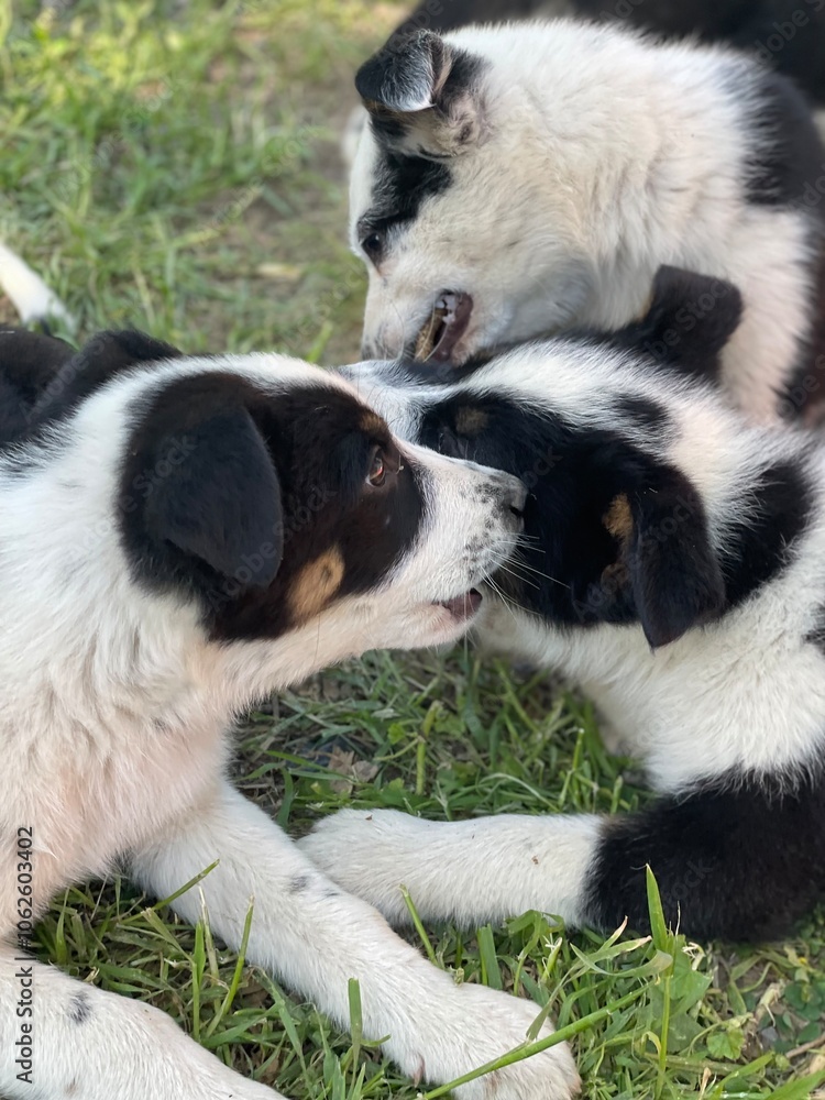 Puppy photographs that capture the joy and warmth these beloved companions bring to our lives. Dogs are among the most popular images online. Puppy photographs that capture the joy and warmth these beloved companions bring to our lives. Dogs are among the most popular images online.