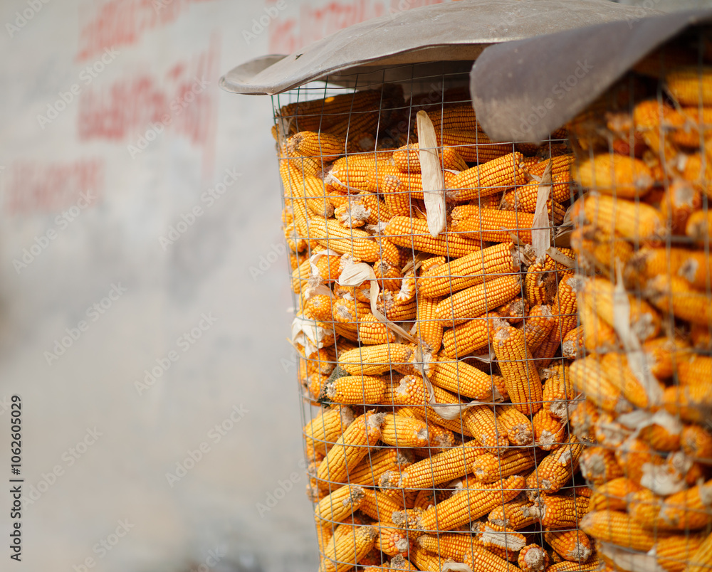 Corn on the cob is stored together after the autumn harvest