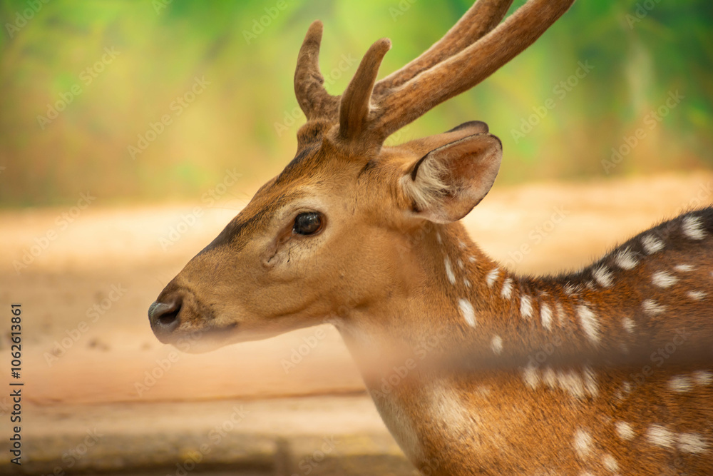 a deer sitting still with nature and green background a deer sitting still with nature and green background