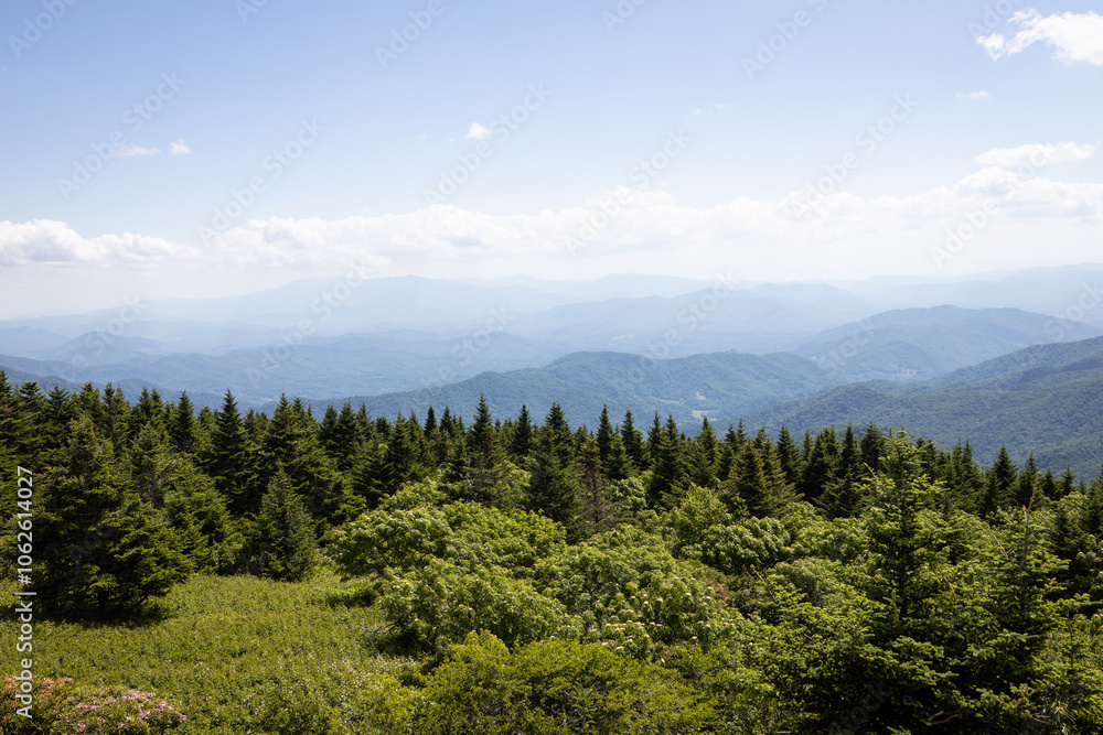 Obraz premium Roan Mountain on the Border of North Carolina and Tennessee in the Summer