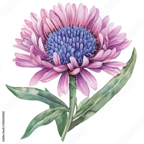 Soldaster flower watercolor clipart illustration