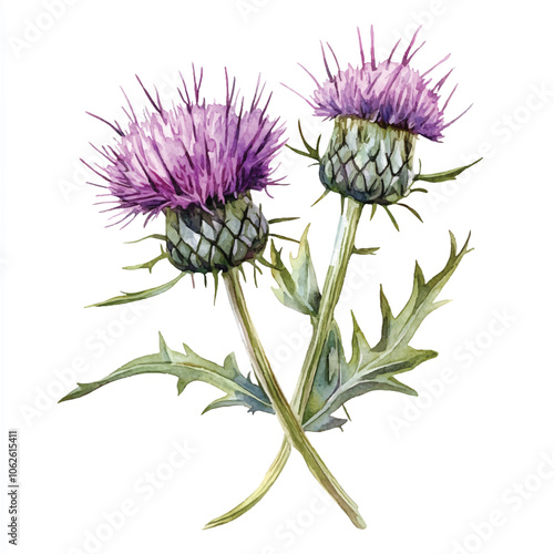Thistle flower watercolor clipart illustration