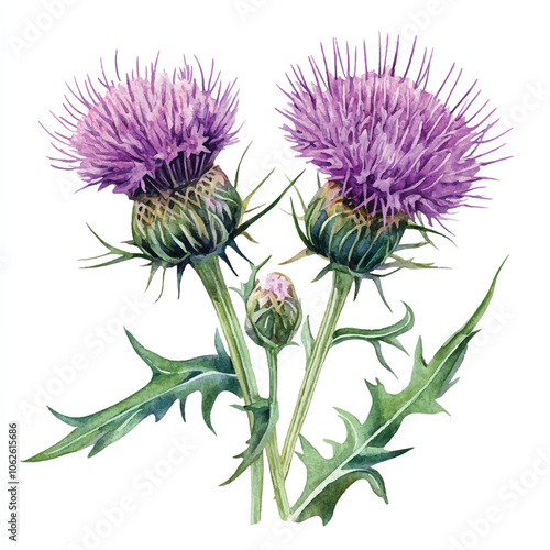 Thistle flower watercolor clipart illustration