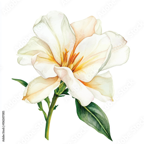 tuberose flower watercolor clipart illustration