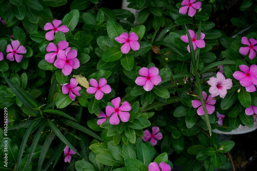 pink flowers in the garden pink flowers in the garden