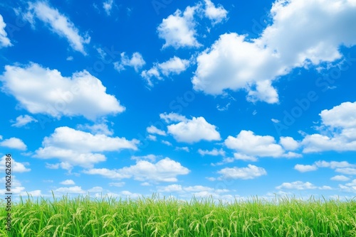 Golden Rice Plants in Gentle Sway Under Blue Sky