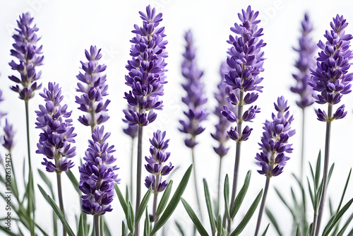 lavender flowers isolated on white background, bunch of lavender, bouquet of lilac