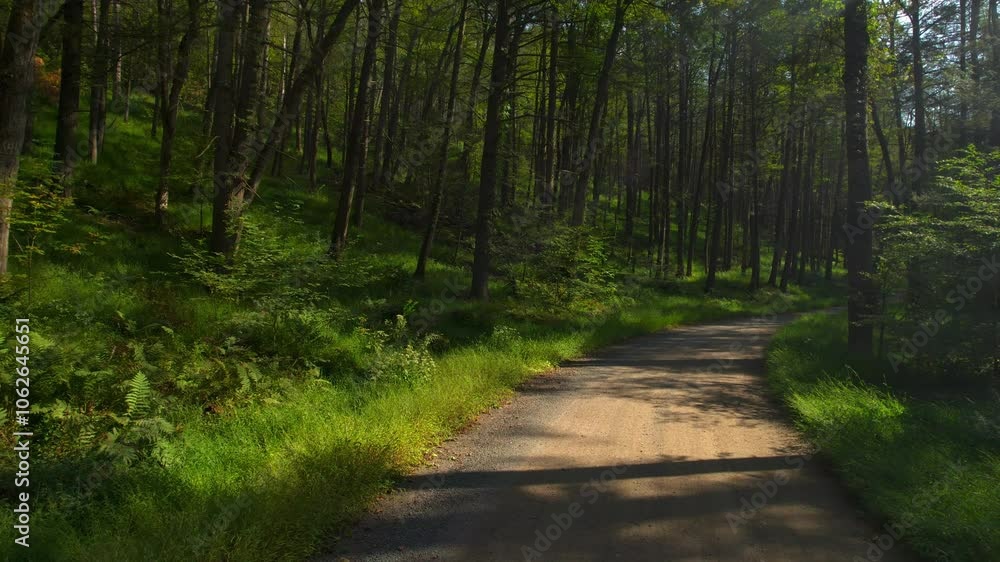 A reverse drone shot glides down a dirt road through a lush, green summer forest. Sunlight filters through dense trees, creating a peaceful, magical scene perfect for nature and adventure themes A reverse drone shot glides down a dirt road through a lush, green summer forest. Sunlight filters through dense trees, creating a peaceful, magical scene perfect for nature and adventure themes