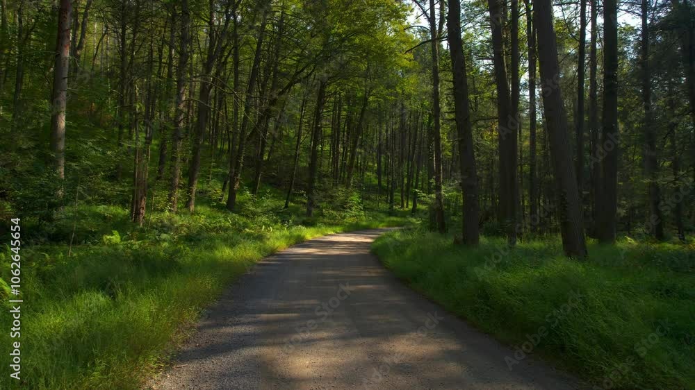 Low drone glides down a dirt road through a lush, green summer forest. Sunlight filters through dense trees, creating a peaceful, magical scene perfect for nature and adventure themes Low drone glides down a dirt road through a lush, green summer forest. Sunlight filters through dense trees, creating a peaceful, magical scene perfect for nature and adventure themes