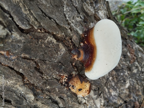 Fomitopsis pinicola mushroom growth on the tree trunk shoot on close up photo