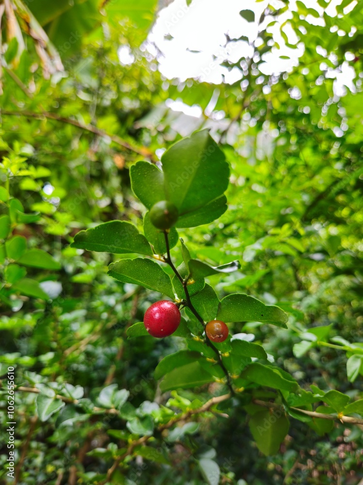 Fortunella Crassifolia or Lemon tree branch, Chinese Lime, Lime Berry, Limeberry in the garden at Mekong Delta Vietnam. Fortunella Crassifolia or Lemon tree branch, Chinese Lime, Lime Berry, Limeberry in the garden at Mekong Delta Vietnam.