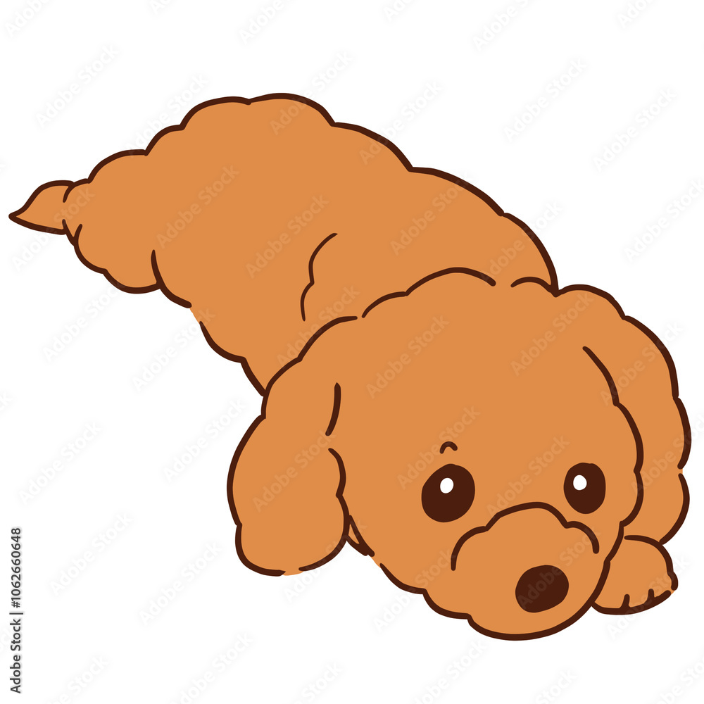 Fototapeta premium ぺったり寝たままこっちを見てくる我が家の愛犬ショコラ