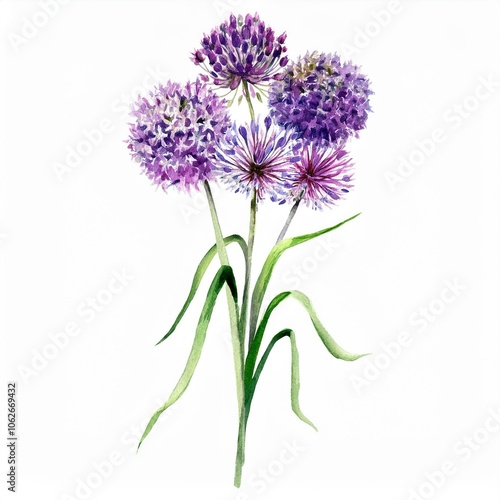 watercolor Allium flower branch, isolated on white