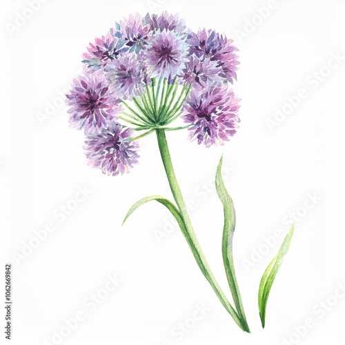 watercolor Allium flower branch, isolated on white