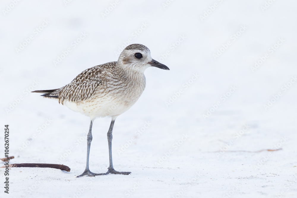 Shorebirds in Florida during winter Shorebirds in Florida during winter