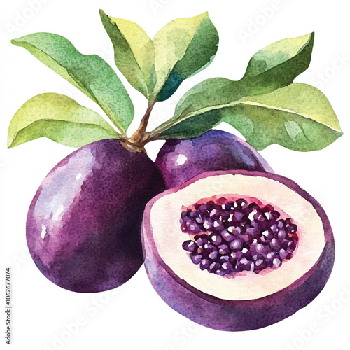 Jaboticaba fruit watercolor clipart illustration