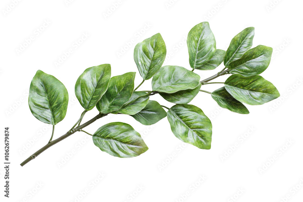 Green Leaf Branch Isolated PNG object Green Leaf Branch Isolated PNG object