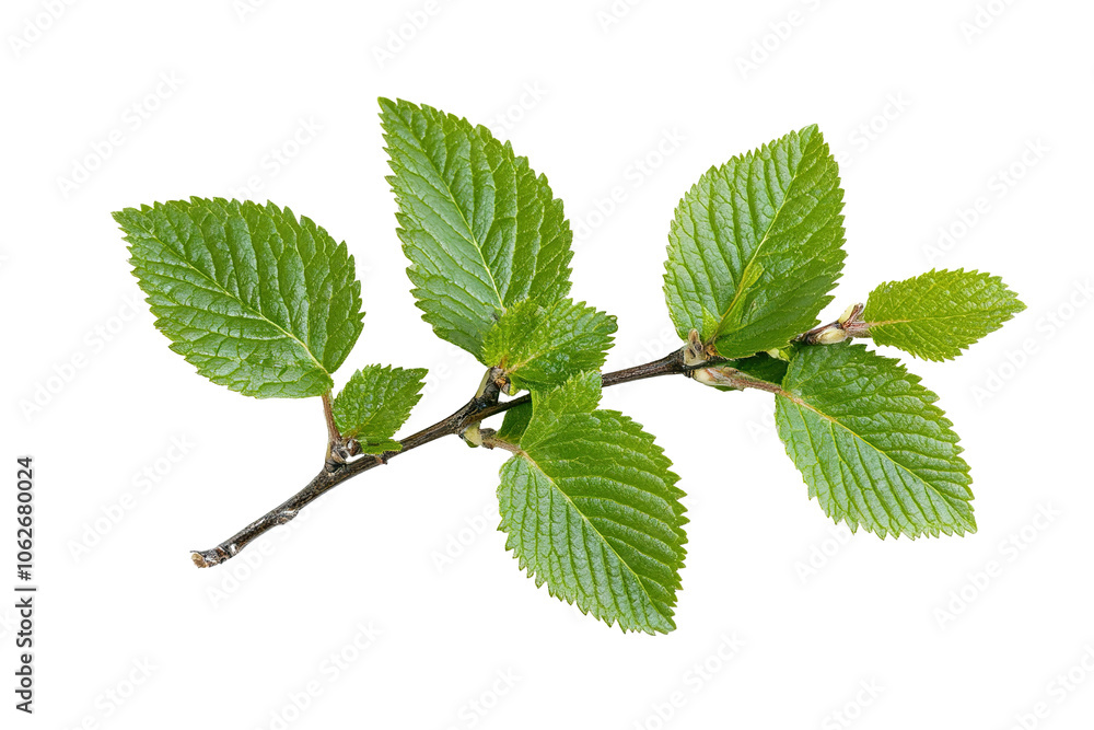 Green Leaf Branch Isolated PNG object