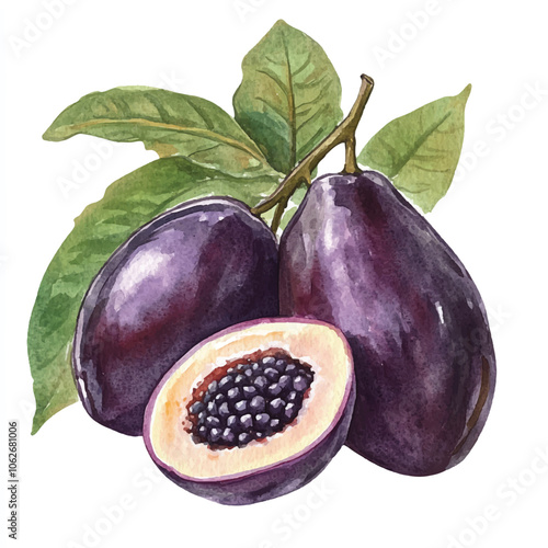 Jaboticaba fruit watercolor clipart illustration